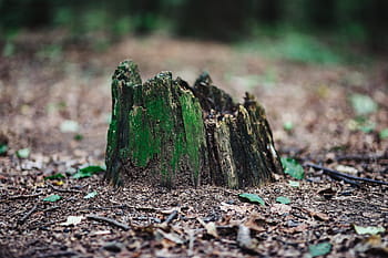 caminar, bosque laberinto, bosque, laberinto, verano, verde, naturaleza, madera, maderas, árbol, al aire libre