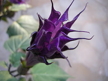 tromba d'angelo, fiorire, fioritura, datura, pianta, viola, a forma di campana, fiore