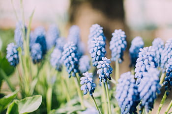 blomst, violet, kronblad, flor, plante, natur, efterår, grøn, blade