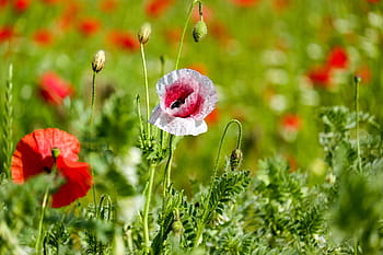 růžový, bílý, Vlčí máky selektivní zaměření fotografie, klatschmohn, makový květ, divoká rostlina, květ, květiny, růžová bílá, bi barva, mák
