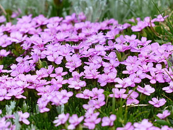 purple petaled flower, primula catchfly, blossom, bloom, pink, flowers, silene acaulis, moss campion, campion, silene, carnation family