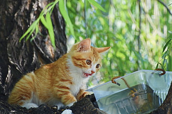 cat, kitten, tree, green, natural, leaf, summer, beautiful, outdoor, environment, cute