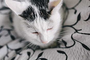 白、 悲しい、 猫、 肖像画、 ペット、 動物、 悲しい猫、 白猫、 落ち込んで、 不機嫌そうな、 飼い猫