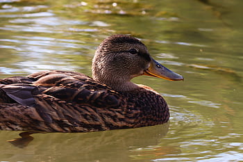 mallard, water, duck, female, floats, swim, bird, nature, water bird, animal, duck bird