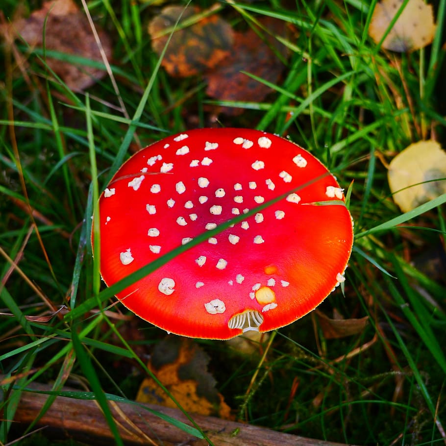 houba, moucha agaric, houba, moucha agaric, červená muchomůrka houby, les, podzim, Červené, toxický, Příroda, muchomůrka houba, muchomůrka
