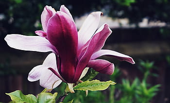 magnolia, flowers, plants, nature, garden, close up, trees, blossom, bloom, spring