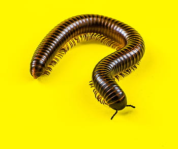 hnědé stonožky, obří tausendfüßer, stonožky, členovců, obří stonožky, myriapoda, arthropoda, červ