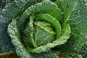zelená zelenina, savoy, Kadeřávek, zdravý, zelenina, kohl, zelená, jíst, jídlo, vitamíny, welsch bylina