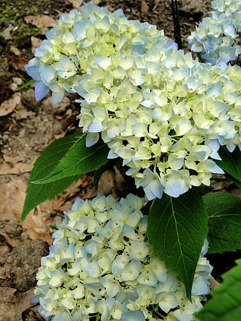 hydrangeas, flowers, buds, blooming, endless summer, perennial, macrophylla, blue, garden, plant, shrub
