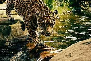Marrone, nero, ghepardo, corpo, acqua, natura, paesaggio, animale, roccia, pietra, gli sport