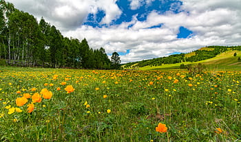 landscape, meadow, flowers, sky, buttercup, bogart village, june, mongolia