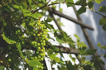 agriculture, branch, color, colorful, colourful, farm, flora, food, fresh, fruit, garden