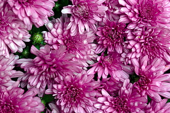 blomster, baggrund, kronblade, tæt på, skønhed, frisk, delikat, blomstrende, plante, natur, farve