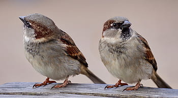 2、 茶色と灰色、 羽、 鳥、 スズメ、 ペア、 ビル、 動物の世界、 カップル、 自然、 ,