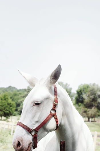 closeup, white, foal, country, gray, green, horses, trees, animal, farm, outdoors