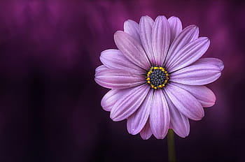 purple, osteospermum flower, close, photography, flower, lical, blosso, beautiful, beauty, bloom, blooming