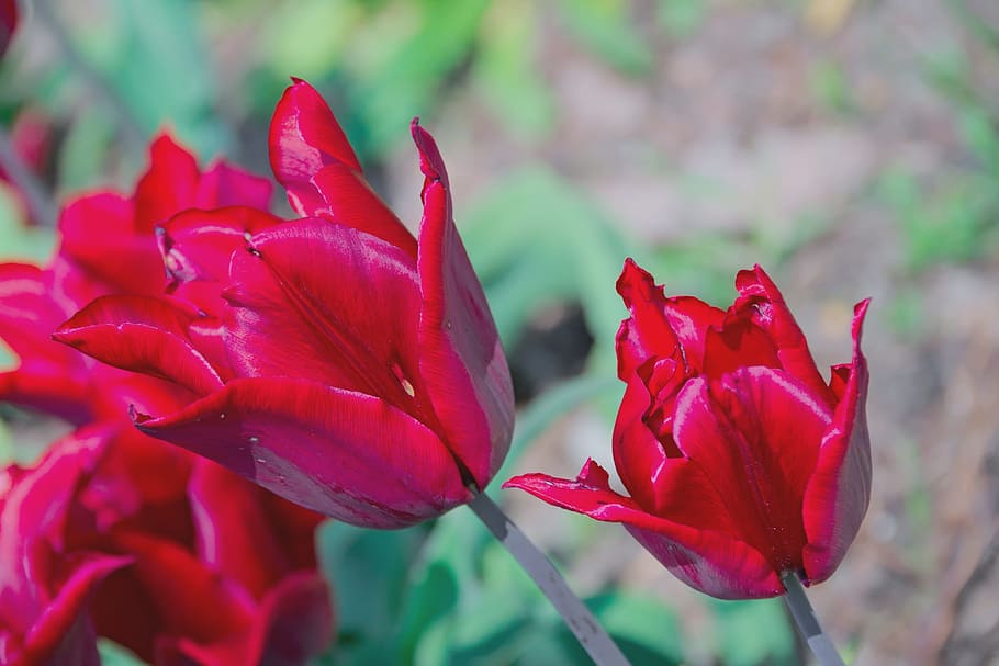 tulip, red, spring, flowers, closeup, flowering, flora, nature, macro, chalices of flowers