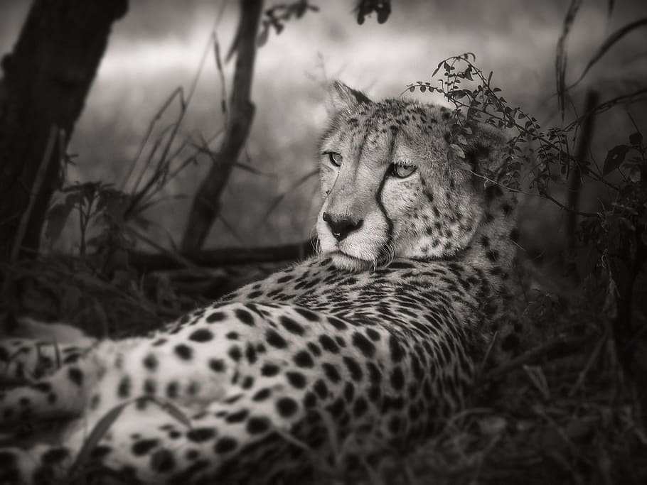 fotografie ve stupních šedi, leopard, Gepard, Černý a bílý, Afrika, velká kočka, safari, Jižní Afrika, dravec, národní park, Příroda