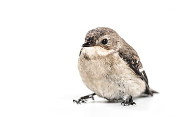 photography, gray, brown, bird, white, background, brown bird, animal, nature, one Animal, white Background
