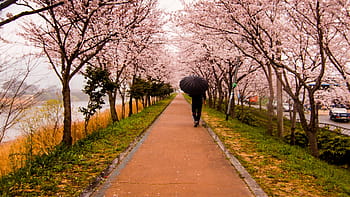 man, black, top, bottoms, holding, open, umbrella, walking, brown, concrete, pathway