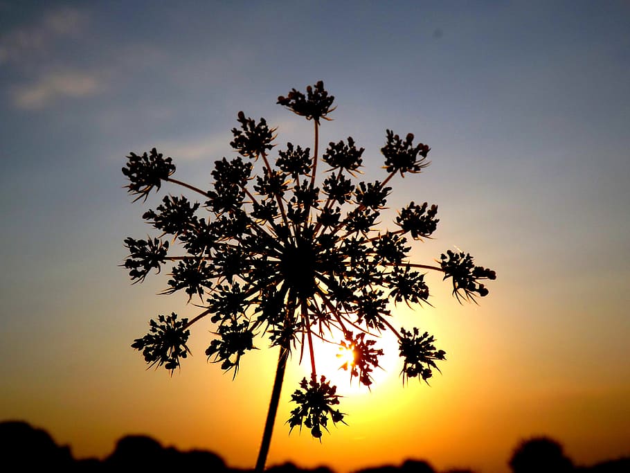 photography of tree, photography, tree, flower, east, sun, shadow, snowflake, sky, yellow, sunset