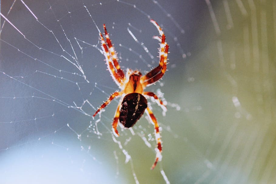 거미, 거미줄, 참 orb weaver, 회전, 거미류, 동물, 동물 세계