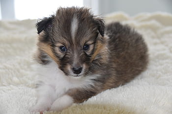 puppy, dog, pup, puppy shetland sheepdog, dog portrait, puppy color fawn, female, young bitch phara, dog shetland sheepdog, pet dog, adorable