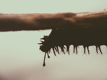 silhouette photography, caterpillar, stem, silhouette, climbing, tree, human body part, outdoors, one animal, human hand, animal themes
