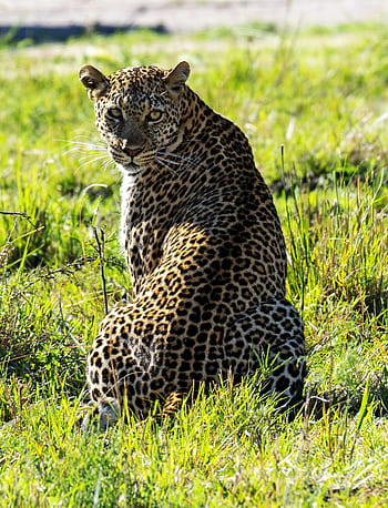 Keňa, leopard, velká kočka