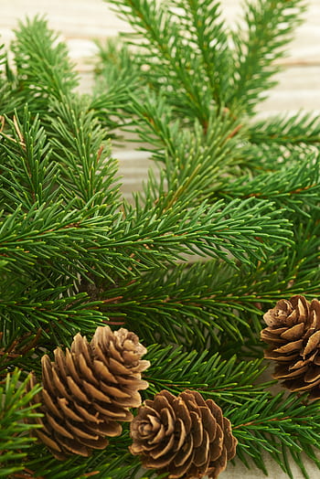 di stagione, sfondi, Natale, distesa piatta, pino, albero, rami, festivo, cono, vacanza, allegro