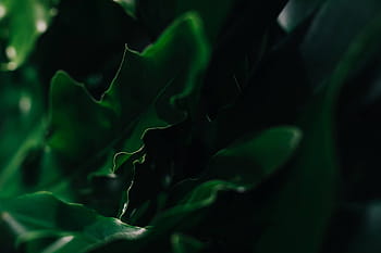 緑、 植物、 葉、 クローズアップ、 緑の植物、 植物の葉、 自然、 背景、 鮮度、 緑色、 人なし