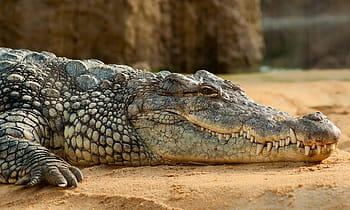krokodýl, hnědý, písek, krokodýl nil, crocodylus niloticus, zoo
