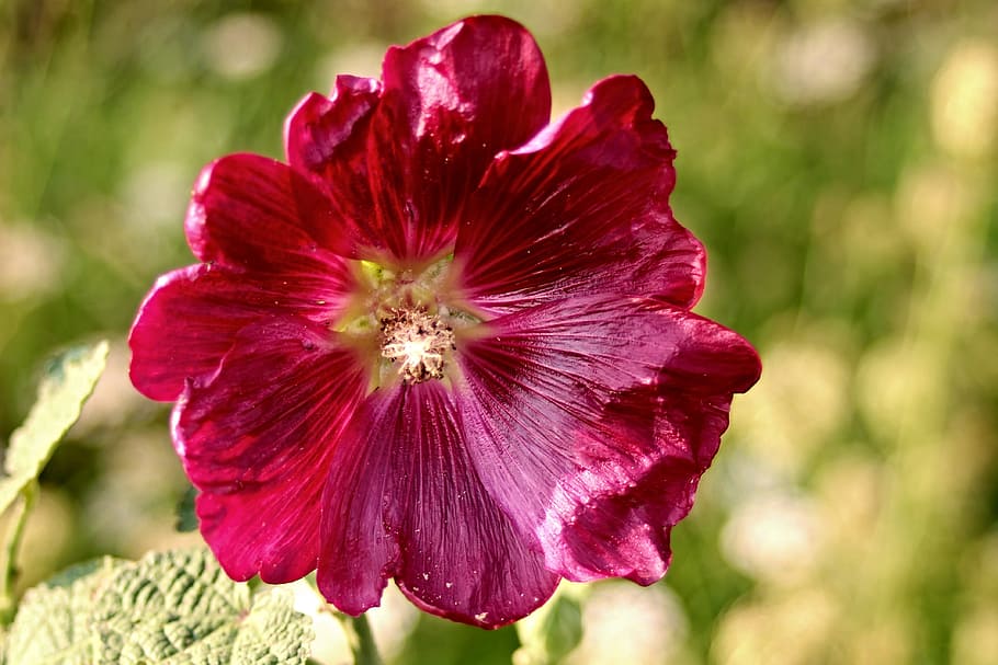 Stock rose, alcea rosea, dítě růže, sléz, hollyhock, topolová růže, květ, okrasné rostliny, Červené, Příroda, Jasný