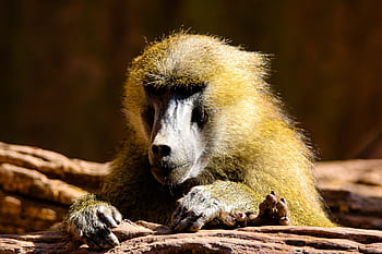 dieren wereld, aap, baviaan, sphinx-baviaan, zoogdier, primaat, aandacht, nieuwsgierigheid, tiergarten nürnberg