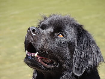 hitam, retriever puppy datar, selektif, fotografi fokus, Newfoundland, Dog, anjing, jerman longhaired pointer, jantan, hewan peliharaan, bulu