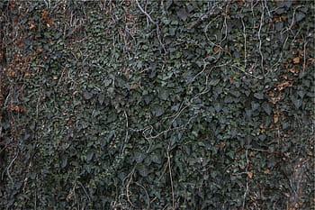 minimalistický, fotografování, zelená, keř, trávy, révy, listy, textura, celý rám, pozadí, nikdo