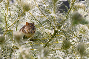 mouse, eat, rodent, cute, animal, nature, mammal, rat, animal world, cheese, food