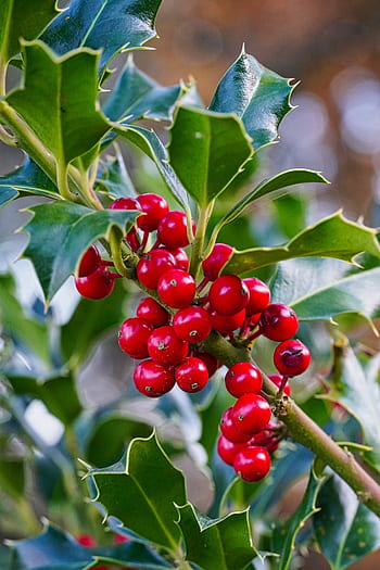 ヒイラギ、 クリスマスの植物、 工場、 ベリー、 ブッシュ、 閉じる、 拍車、 クリスマス、 有毒植物、 赤、 ベリーレッド