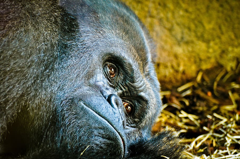 gorila, zoo, frankfurt, silverback, opice, živočišného světa, zavřít, Berlín, savec, unavený