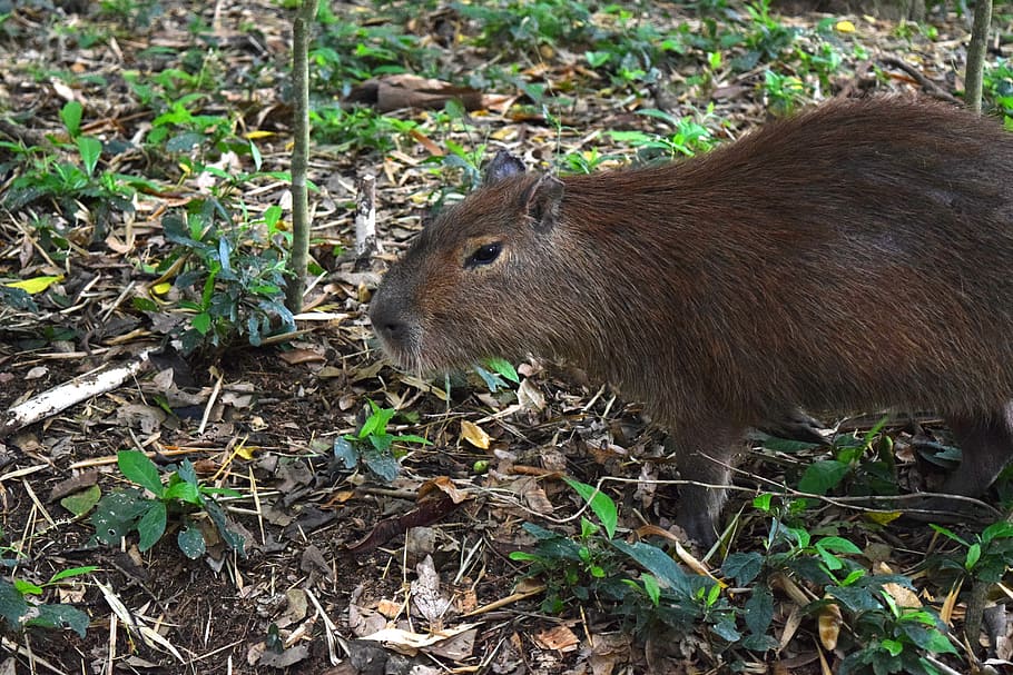animali, animale, zoo, capibara, fauna, un animale, animali allo stato selvatico, temi animali, fauna selvatica, giorno, vista laterale