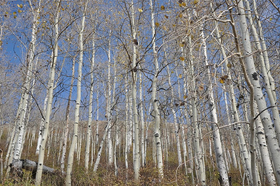 abedul, utah, park city, amarillo, naturaleza, árboles, otoño, cielo, ramas, estado de ánimo, tribu