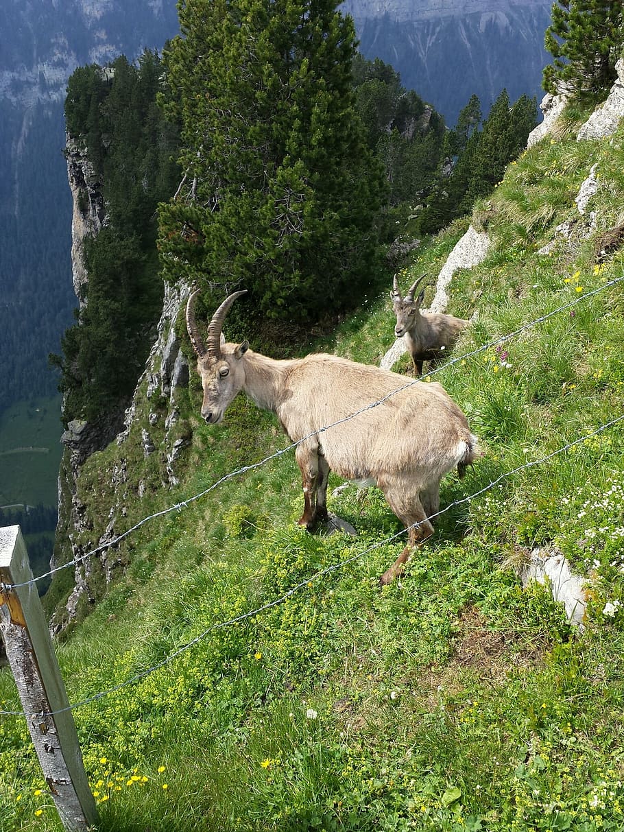 beatenberg, niederhorn, capricorn