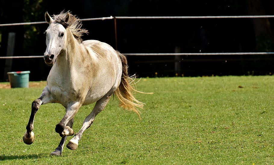 bianca, Marrone, cavallo, in esecuzione, campo, muffa, pony, scherzare, divertente, carina, accoppiamento