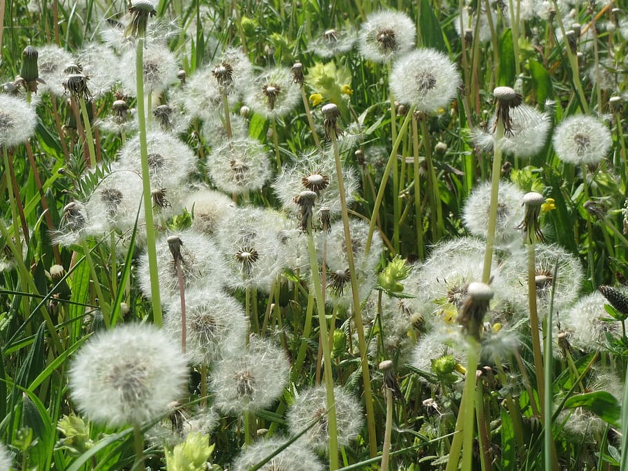 taraxacum sect ruderalia, blowball, dandelion, wildflower, meadow, flora, botany, plant