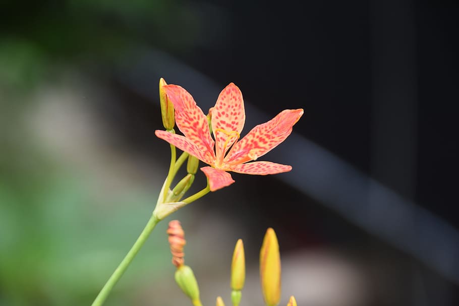 plants, flowers, nature, out of focus, criminal liabilities