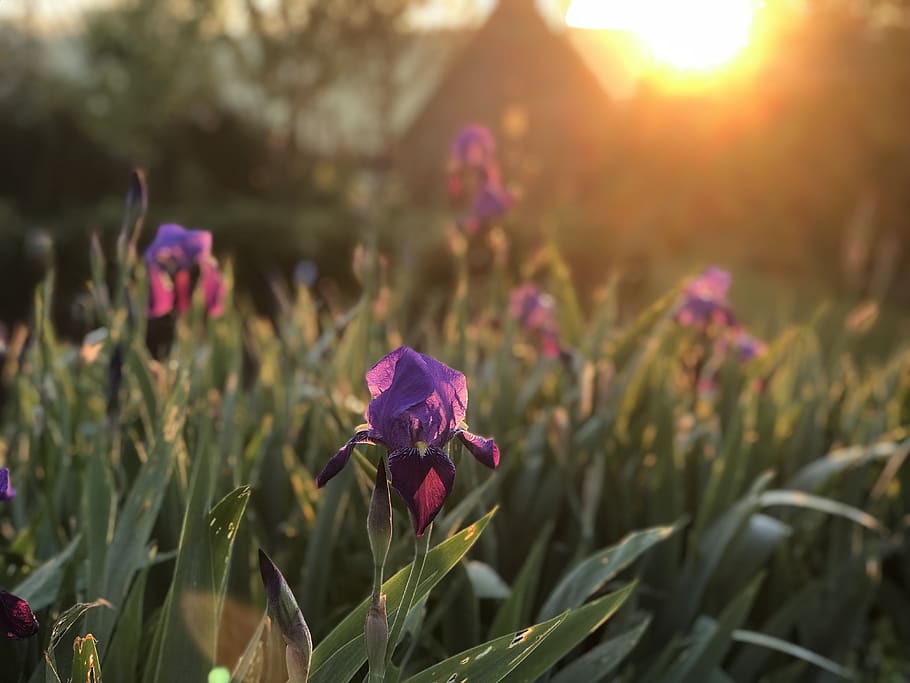 irises, morning, sun, sunrise, dawn, mood, atmosphere, orange, sunlight, summer, backlighting