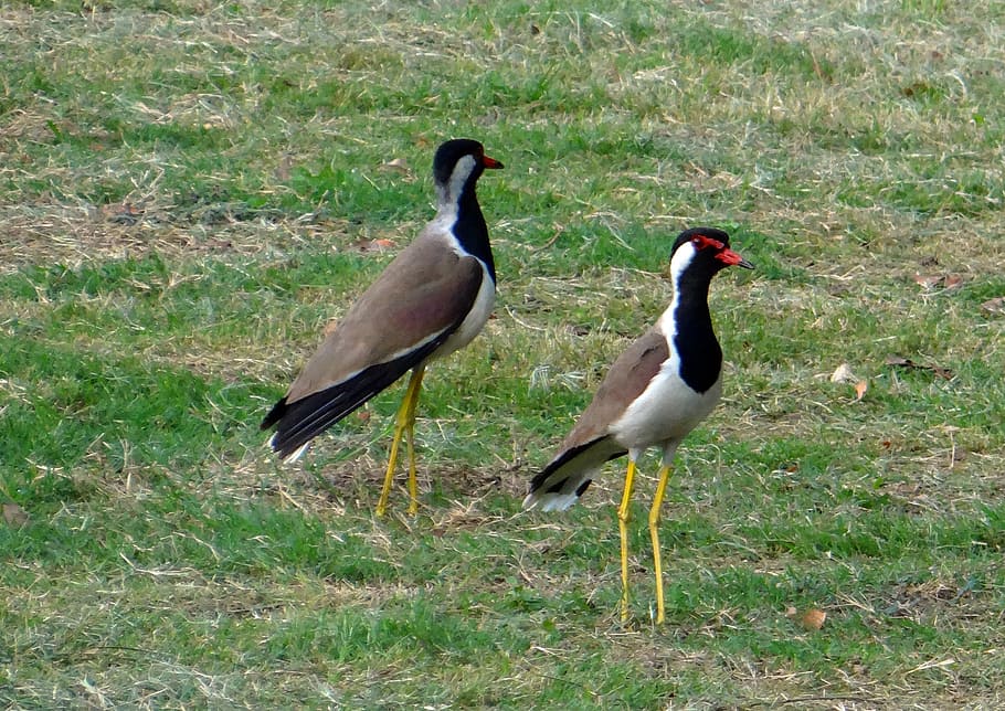červeno-wattled lapwing, vanellus indicus, čejka chocholatá, kulík, brodivý pták, pták, charadriidae, Indie