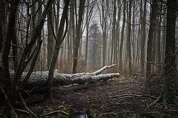 stromové protokoly, přízemní, les, Příroda, krajina, mlha, stromy, Studený, zimní, zasněžený, sníh