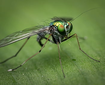 makro snímek, zelená, létat, makro, Příroda, hmyz, Chyba, barva, detail, stvoření, barvitý