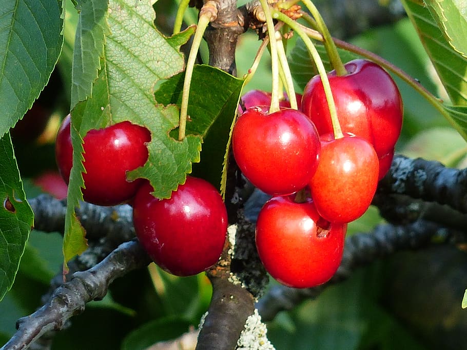 cherry, sweet cherry, red, fruit, healthy, leaves, branch, summer, delicious, fruity, bird cherry